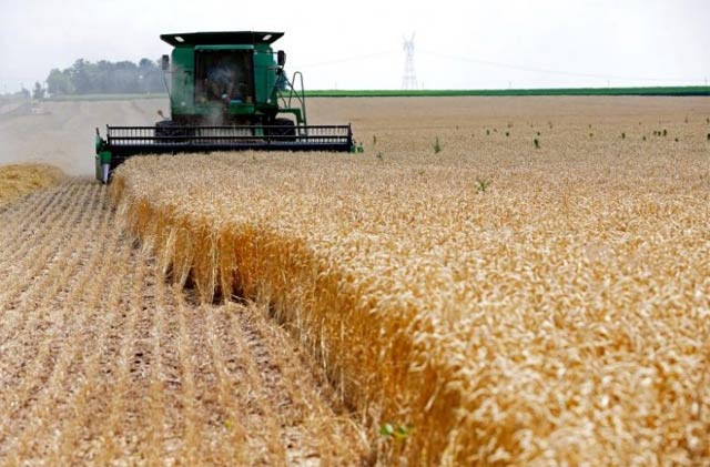1180146-wheat-1473542597-640×480.webp.webp